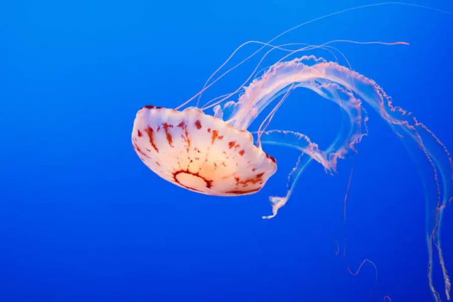Beach businesses complain that jellyfish have ruined their summer